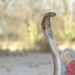 Una niña cobra de la India se lleva bien con serpientes peligrosas
