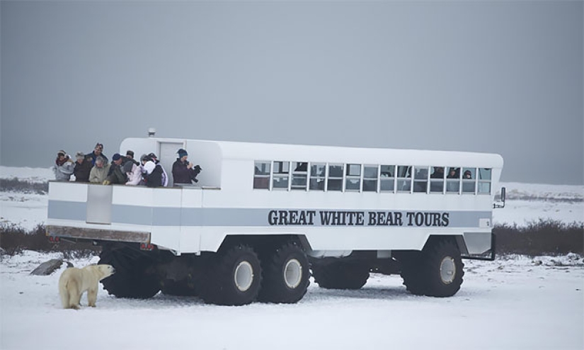 Una noche con osos polares: el primer hotel ártico sobre ruedas