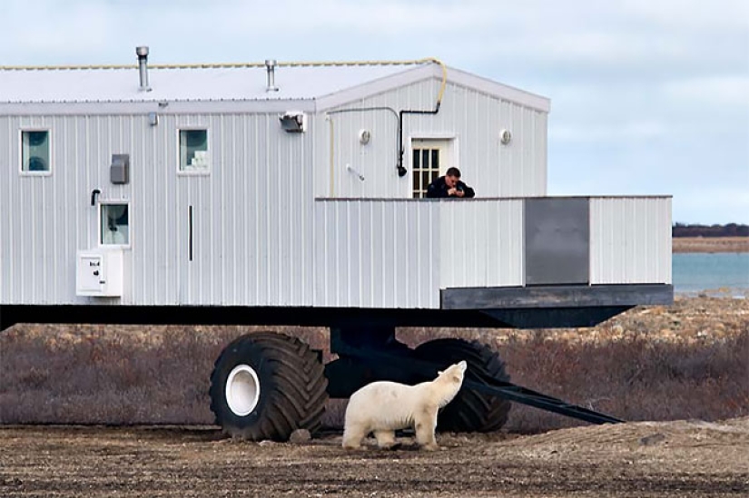 Una noche con osos polares: el primer hotel ártico sobre ruedas