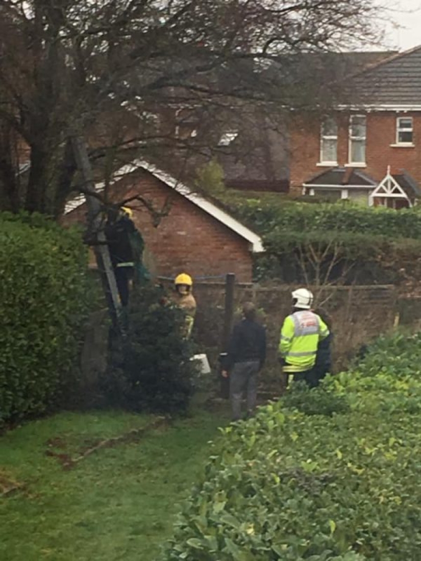Una operación de rescate inusual tuvo lugar en el Reino Unido: los bomberos sacaron a un gato de un árbol junto con el dueño