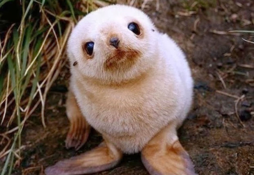 Unbearably cute baby animals that will make your day better