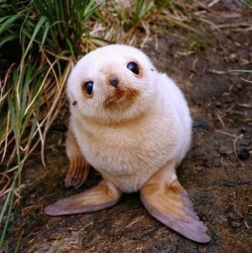 Unbearably cute baby animals that will make your day better