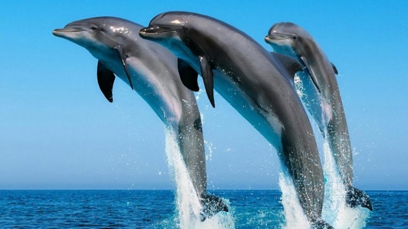 Unexpected facts about dolphins