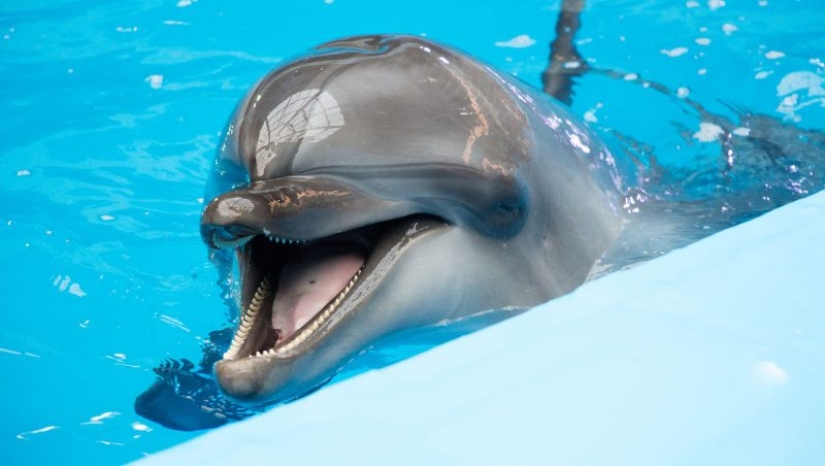 Unexpected facts about dolphins