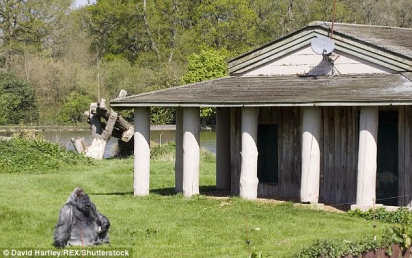 Uno de los gorilas más viejos murió en su propia mansión con calefacción y TV