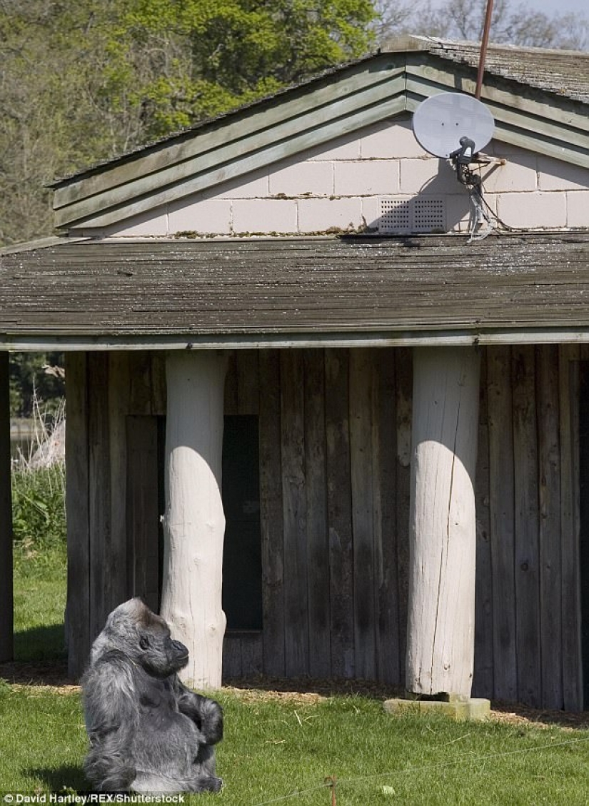 Uno de los gorilas más viejos murió en su propia mansión con calefacción y TV
