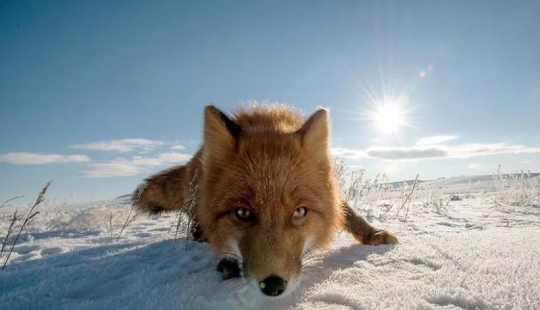 Unsurpassed portraits of wild foxes from a mining engineer from Chukotka