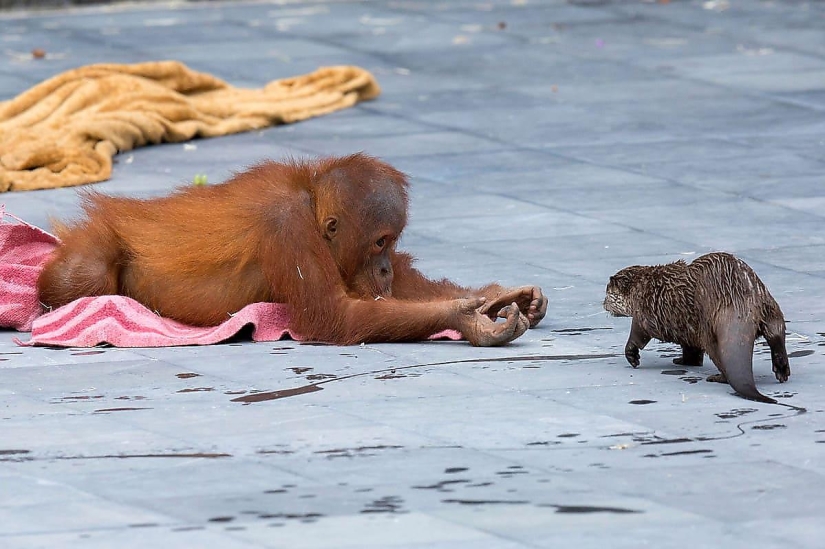 Unusual friendship of monkeys with otter babies