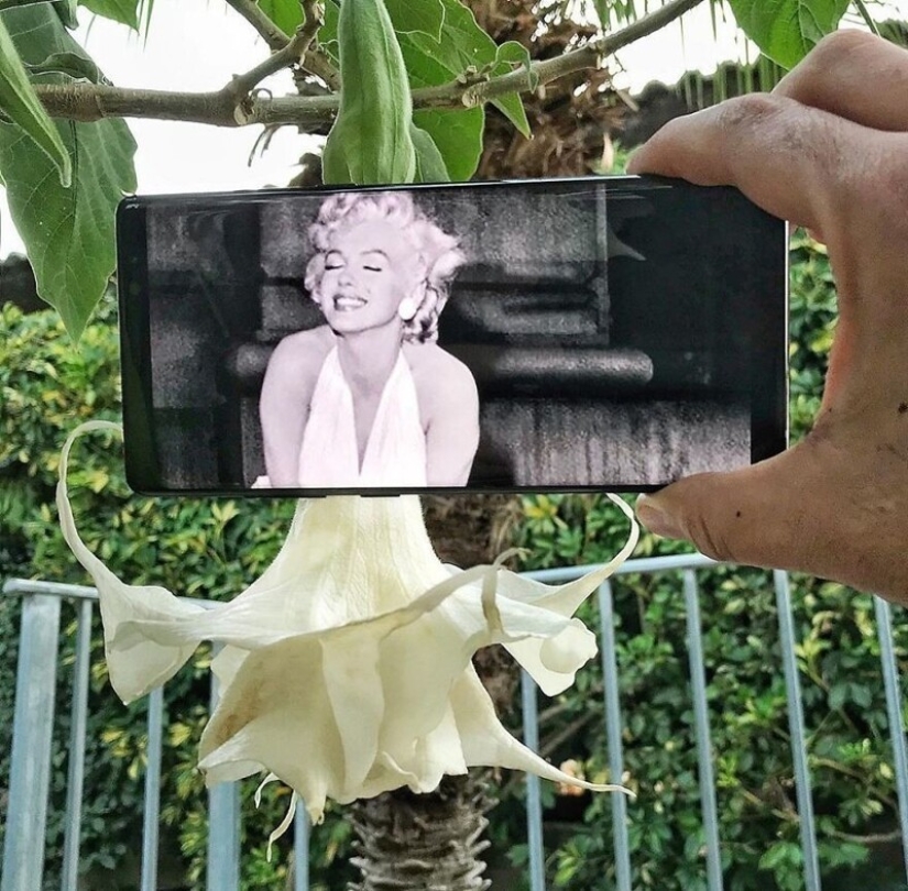 Unusual in the ordinary: 30 funny photo collages made with a smartphone