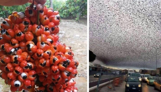 Up to goosebumps: 22 photos in which you see something terrible