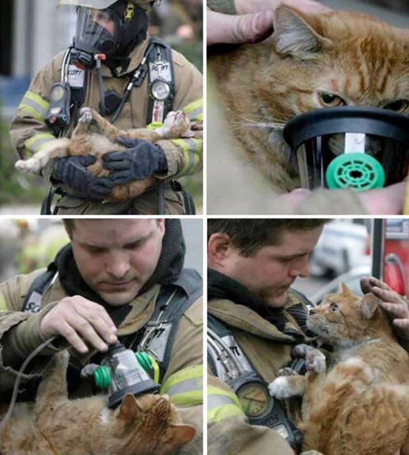 Valientes bomberos que arriesgaron sus vidas para salvar animales