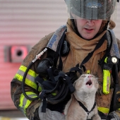 Valientes bomberos que arriesgaron sus vidas para salvar animales