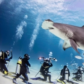 Valientes buzos alimentan a un tiburón martillo gigante, uno de los depredadores marinos más agresivos