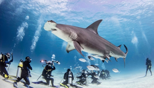 Valientes buzos alimentan a un tiburón martillo gigante, uno de los depredadores marinos más agresivos