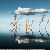 Valles brumosos, bosques mágicos y tormentas monstruosas: se anuncian los ganadores del Increíble Fotógrafo Internacional de Paisajes del Año 2021