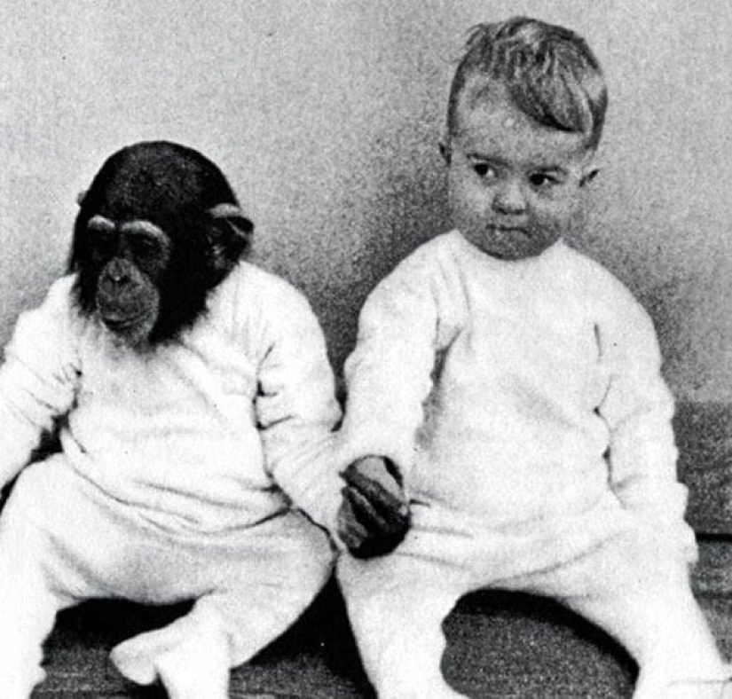 Víctima de la ciencia: cómo una pareja de psicólogos hizo de su hijo un sujeto de prueba en un experimento con un chimpancé