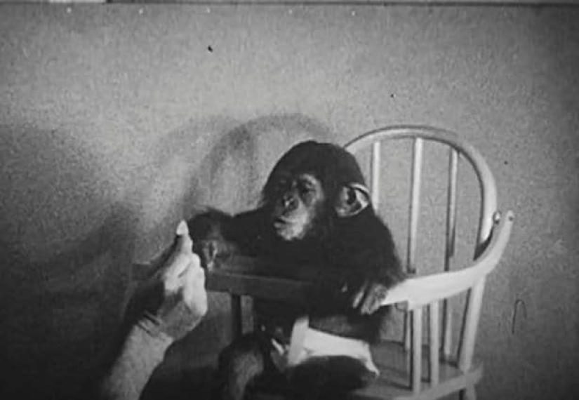 Víctima de la ciencia: cómo una pareja de psicólogos hizo de su hijo un sujeto de prueba en un experimento con un chimpancé