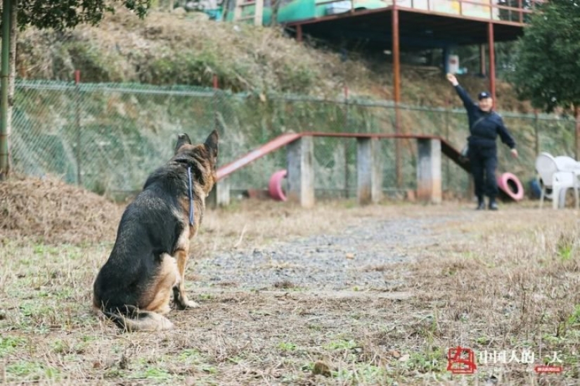 Vejez decente de los perros de servicio: un adiestrador de perros chino ha abierto un refugio para perros jubilados