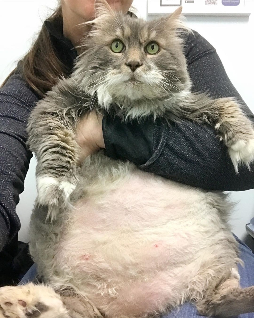 Very fat cat Wilford — almost 13 kilos of cute in search of a new home