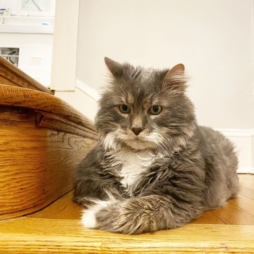 Very fat cat Wilford — almost 13 kilos of cute in search of a new home