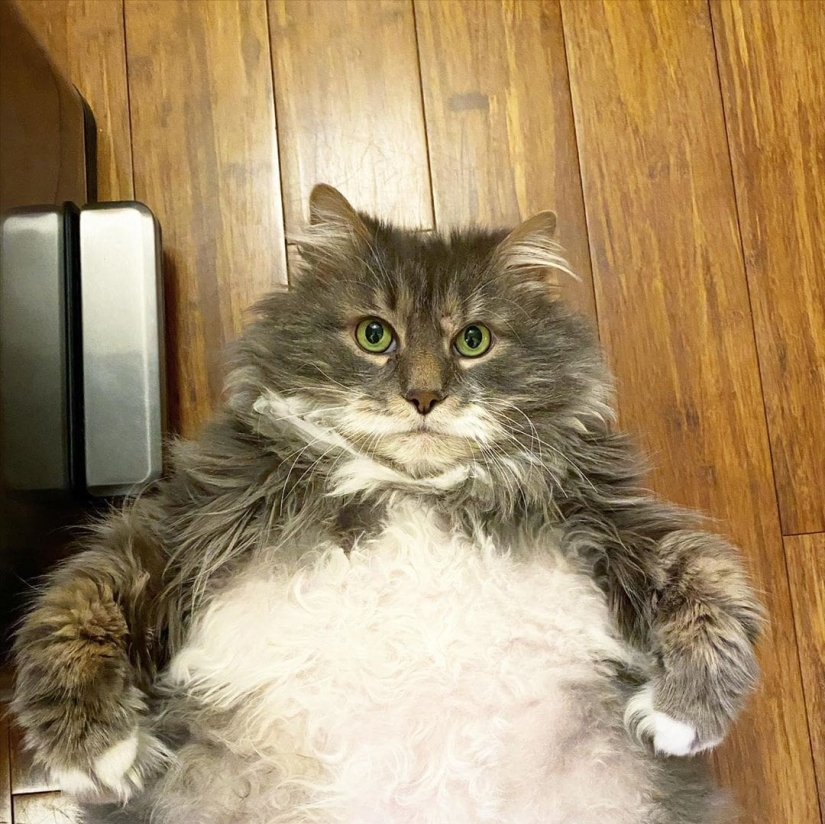 Very fat cat Wilford — almost 13 kilos of cute in search of a new home