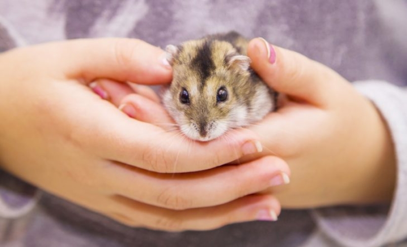 Veterinarians told about the unenviable share of hamsters — illness, suffering, early death
