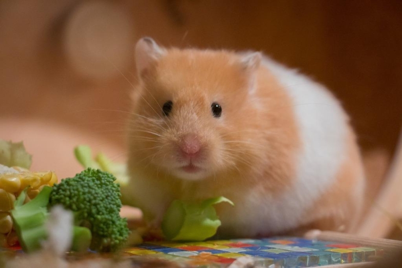 Veterinarians told about the unenviable share of hamsters — illness, suffering, early death