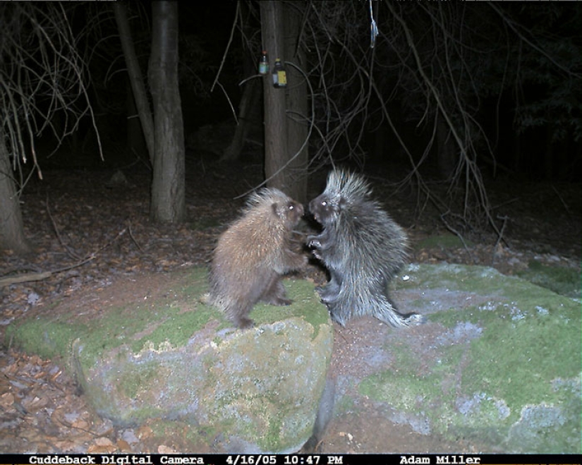 Vida personal de mapaches: los paparazzi con una cámara oculta no dan descanso a los animales del bosque