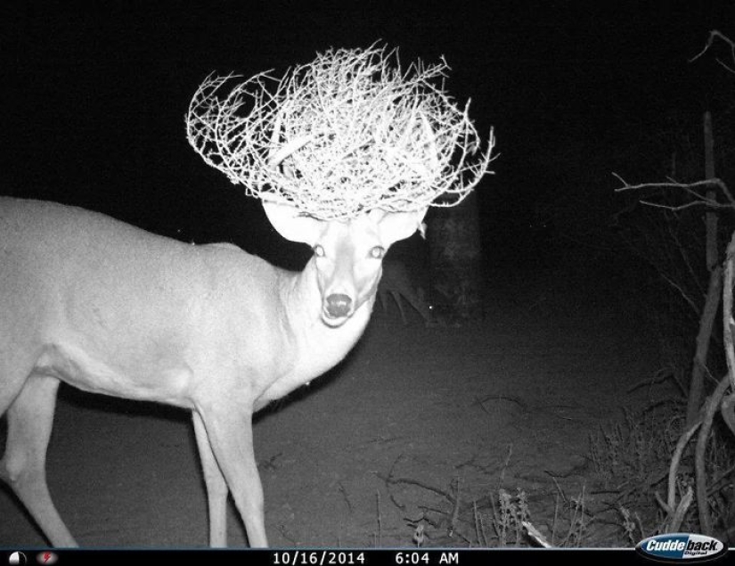 Vida personal de mapaches: los paparazzi con una cámara oculta no dan descanso a los animales del bosque