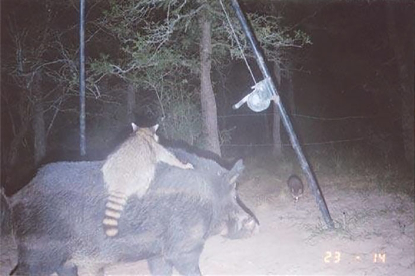 Vida personal de mapaches: los paparazzi con una cámara oculta no dan descanso a los animales del bosque