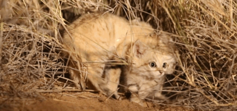 "Vimos tres pares de ojos brillantes": los científicos lograron fotografiar por primera vez a los gatitos de un gato de dunas