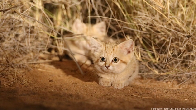 "Vimos tres pares de ojos brillantes": los científicos lograron fotografiar por primera vez a los gatitos de un gato de dunas