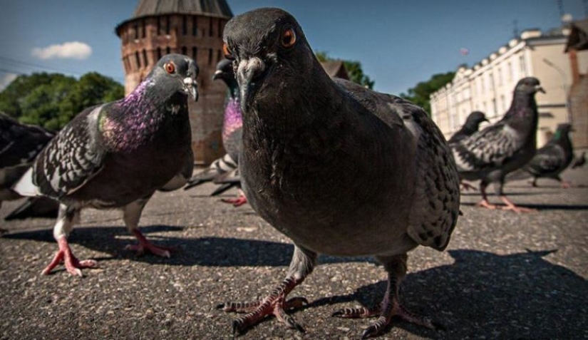 Vándalo alado: cómo una paloma milanesa marcó una antigua obra maestra por 4 mil euros