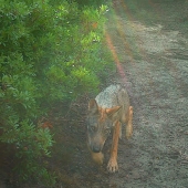 "Volver a gobernar": los lobos aparecieron en las cercanías de Roma por primera vez en cien años