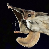 Vuelo de la Ardilla Voladora del Sur