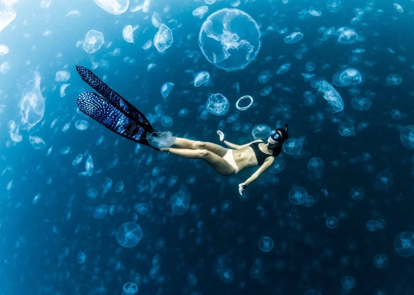 Walking under water: the fearless divers are surrounded by thousands of jellyfish