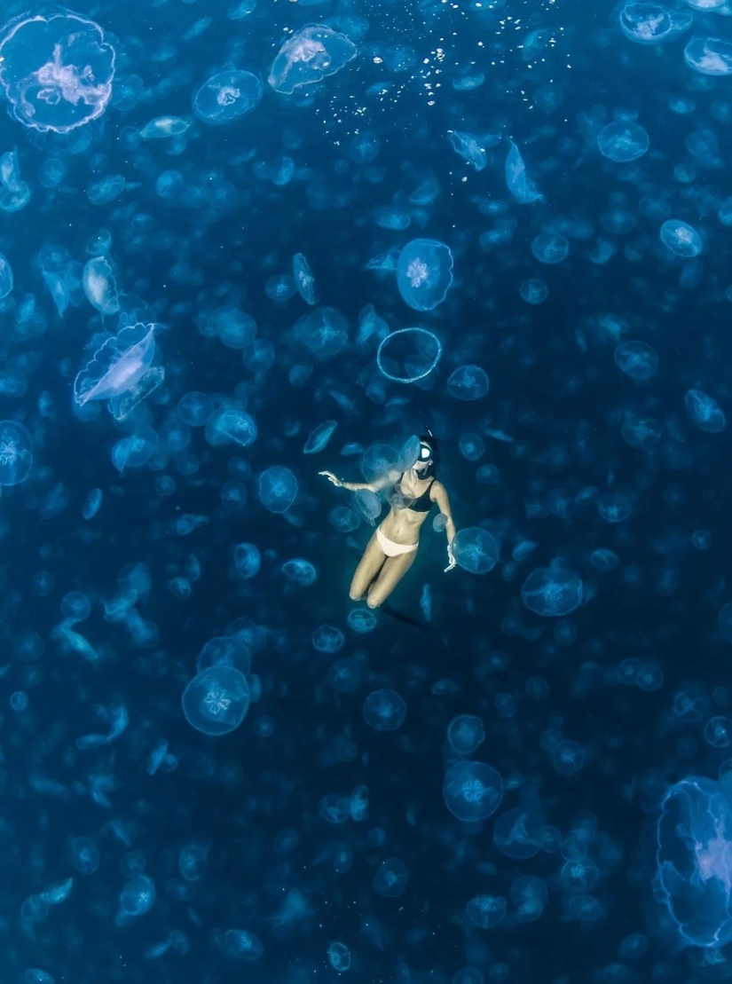 Walking under water: the fearless divers are surrounded by thousands of jellyfish