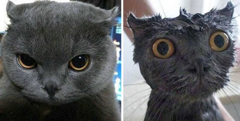Washed and insulted: 8 cats who took a bath