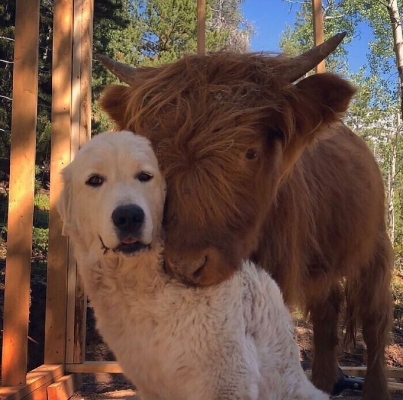 We are their whole life: 20 + photos with dogs that warm the soul