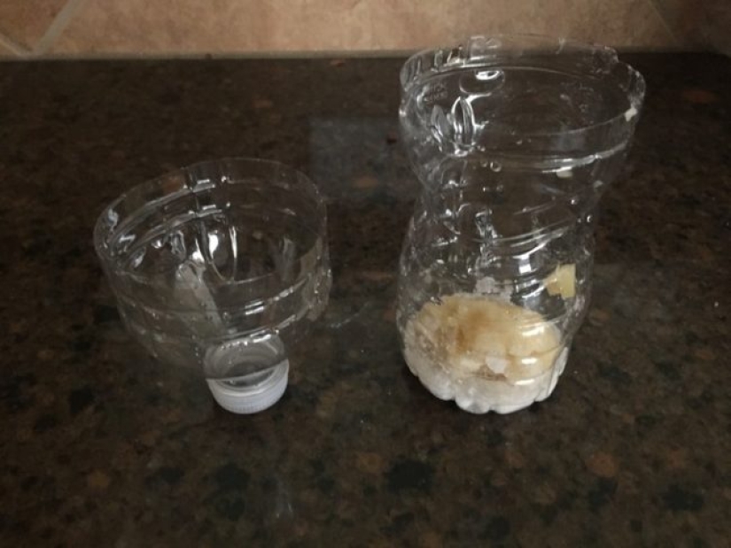 We declare a genocide of flies: how to make a simple but effective insect trap