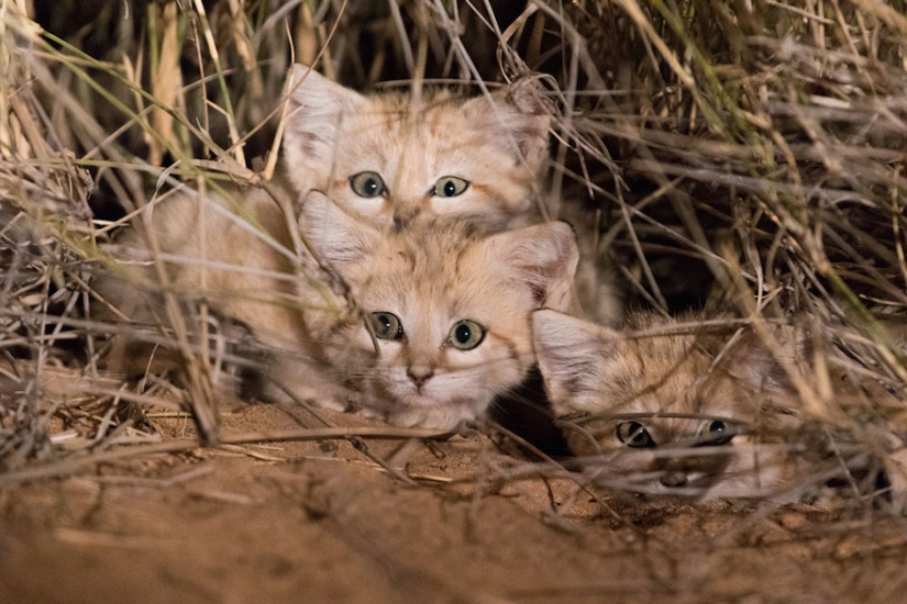 "We saw three pairs of glowing eyes": scientists for the first time managed to photograph the kittens of a dune cat