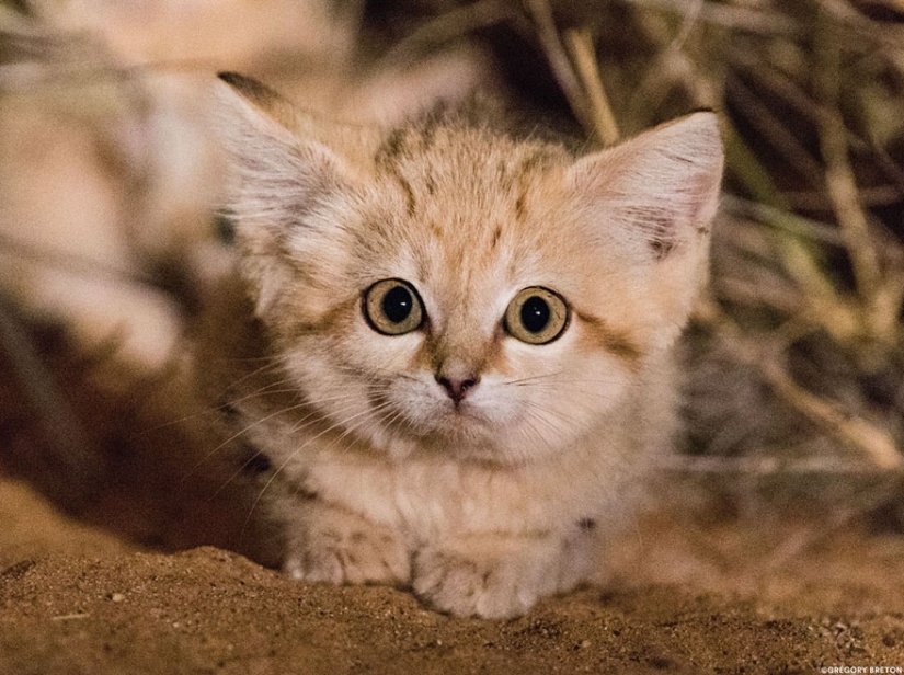 "We saw three pairs of glowing eyes": scientists for the first time managed to photograph the kittens of a dune cat