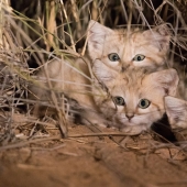 "We saw three pairs of glowing eyes": scientists for the first time managed to photograph the kittens of a dune cat