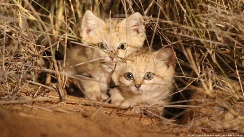 "We saw three pairs of glowing eyes": scientists for the first time managed to photograph the kittens of a dune cat