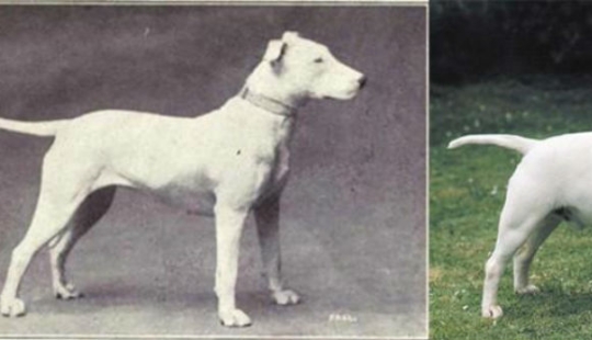 What 100 years of" improvement " of pedigreed dogs have led to