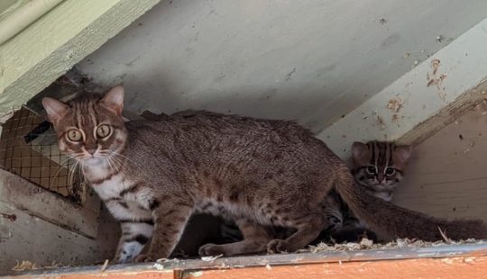 What do rare kittens of a rusty cat, the smallest wild cat breed, look like
