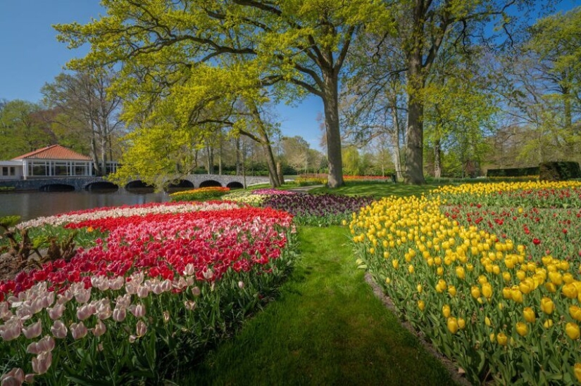 What does the most beautiful Keukenhof Tulip Park look like without a single visitor