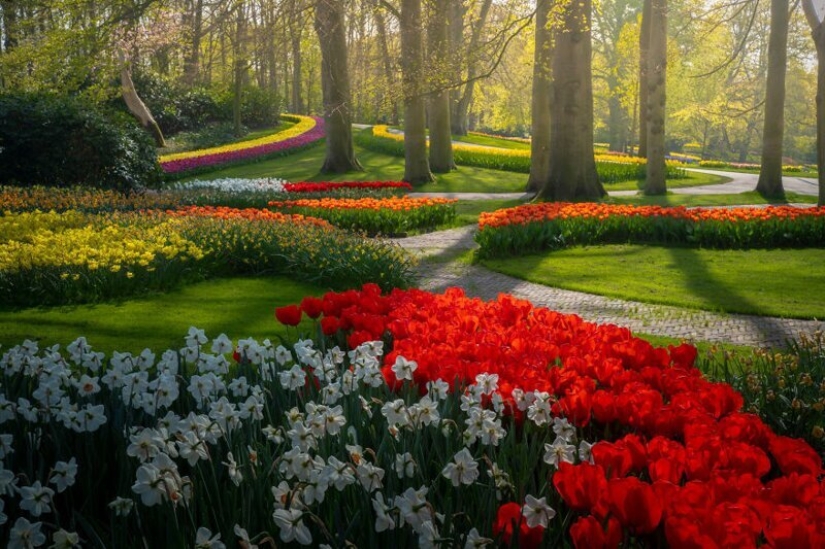 What does the most beautiful Keukenhof Tulip Park look like without a single visitor