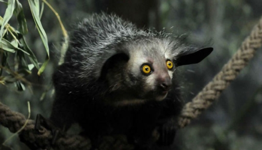 What does the real anti-mi-mi-mi look like