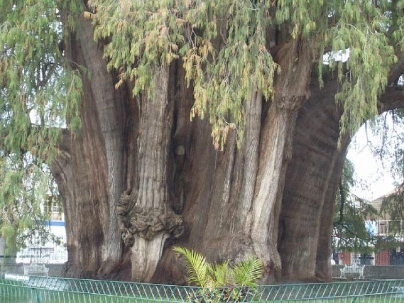 What does the Thule tree look like, an ancient cypress in Mexico with the world's thickest trunk